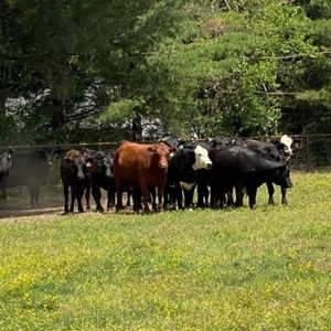 Meet your Posher, Ala